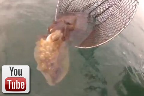 Cría de múltiples fines grandioso VIDEO PESCA DE LA SEPIA AL CELO - cansionpesca.com