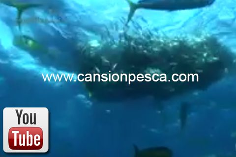 Video the last sardine - video the last sardine