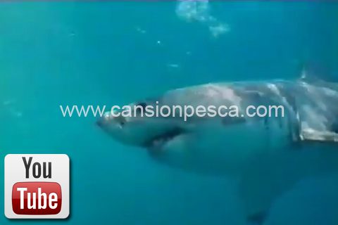 Video tiburones en el mar balear - video tiburones en el mar balear
