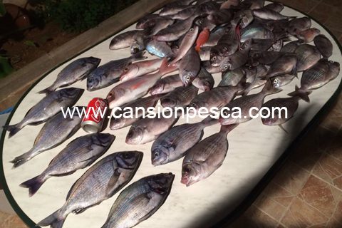 ya-estan-aqui-las-cantaras-01